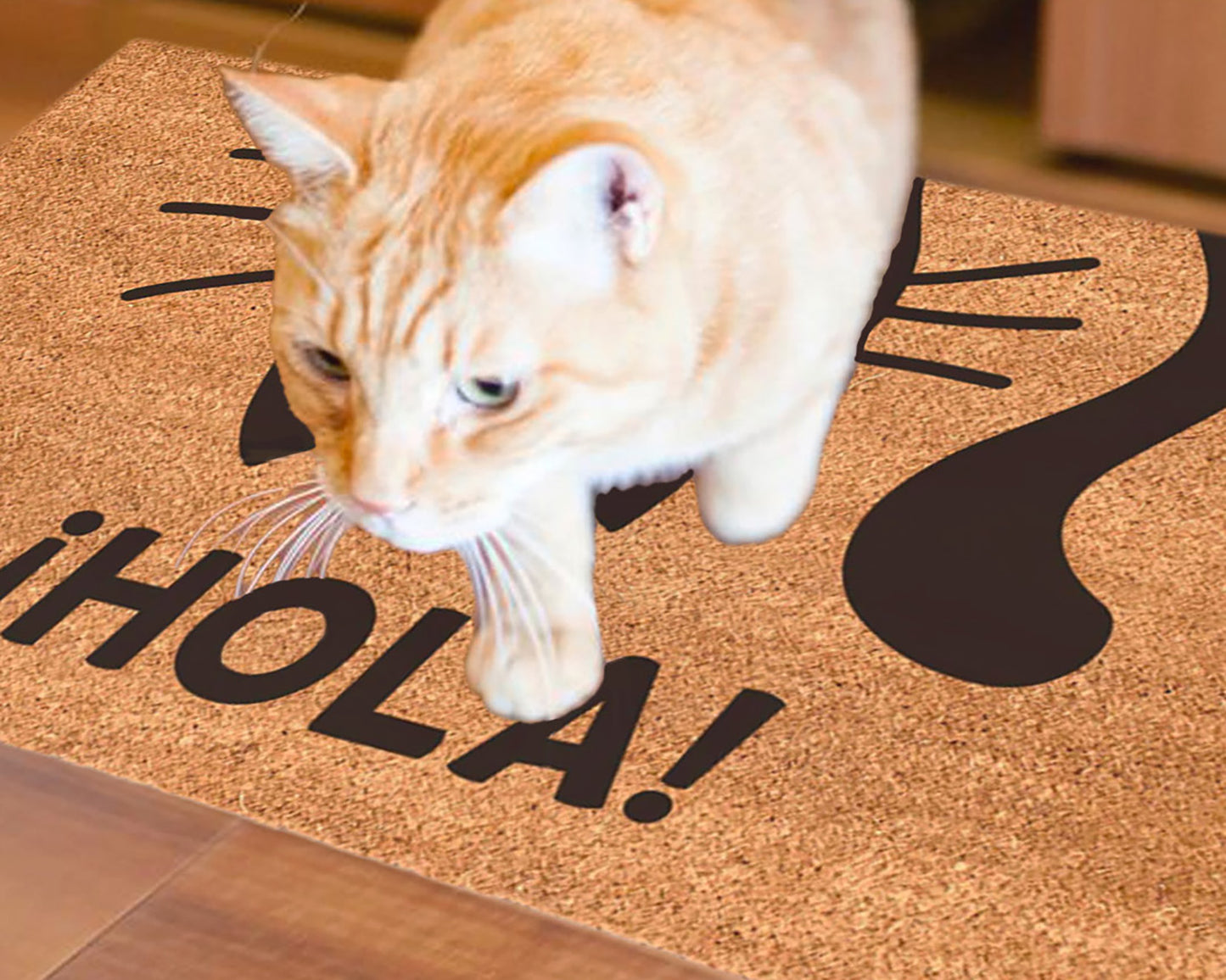 ¡Hola! Gato