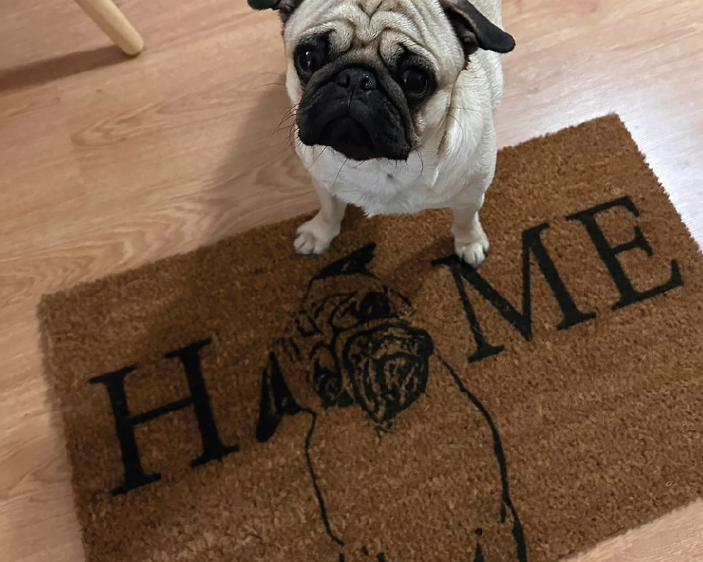 Home Cara Perro (Elige tu perrito)